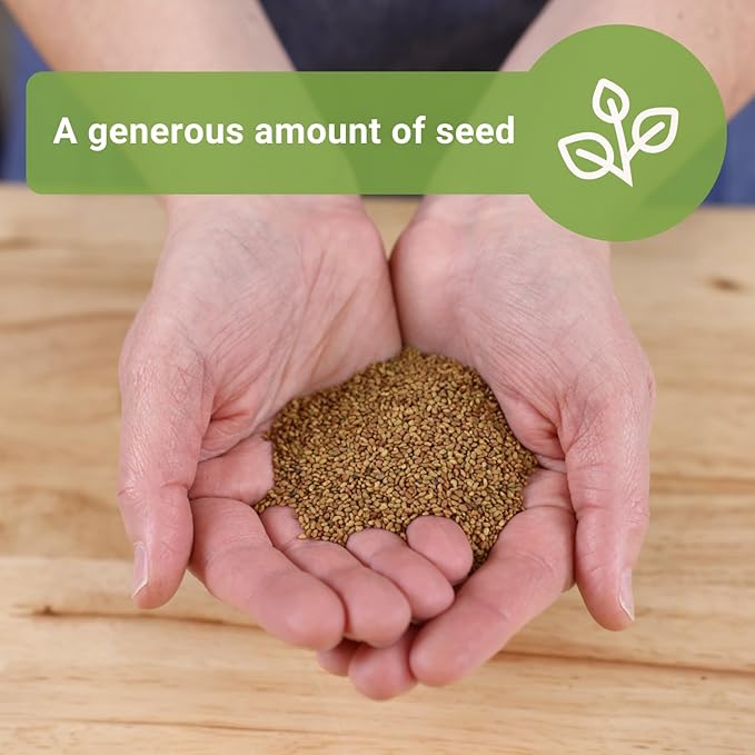 Sow Right Seeds - Bulk Alfalfa Seeds for Planting - 1 Ounce, 11000 Seeds - Non-GMO Heirloom Jumbo Pack with Instructions to Plant a Home Herb Garden - Grow Loads of Alfalfa Microgreens