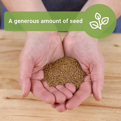 Sow Right Seeds - Bulk Alfalfa Seeds for Planting - 1 Ounce, 11000 Seeds - Non-GMO Heirloom Jumbo Pack with Instructions to Plant a Home Herb Garden - Grow Loads of Alfalfa Microgreens
