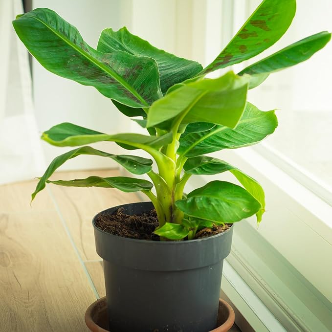 Premium Banana Tree Potting Mix for Optimal Seedling Growth 2qt, Suitable for All Indoor and Outdoor Banana Tree Varieties