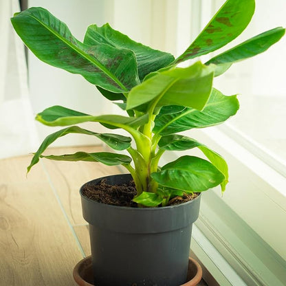 Premium Banana Tree Potting Mix for Optimal Seedling Growth 2qt, Suitable for All Indoor and Outdoor Banana Tree Varieties