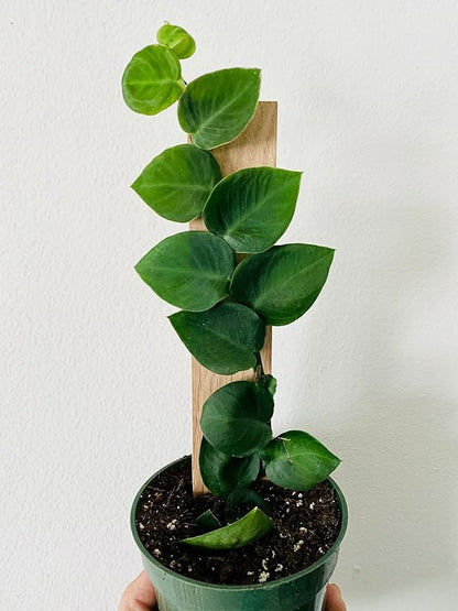 GARDENERA Shingle Plant Soil Blend - Designed to Meet The Unique Needs of Your Plant - 4 Quart