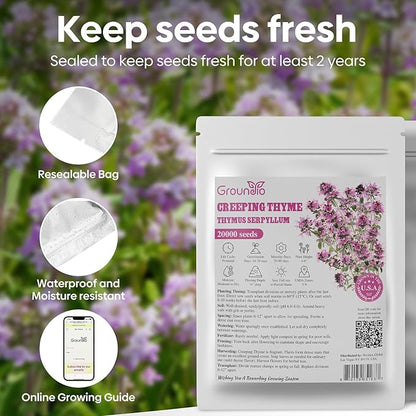 20000+ Creeping Thyme Seeds Ground Cover Plant, Perennial Thyme Flower Seeds for Planting Outdoor, Low Maintenance, Grown in The USA