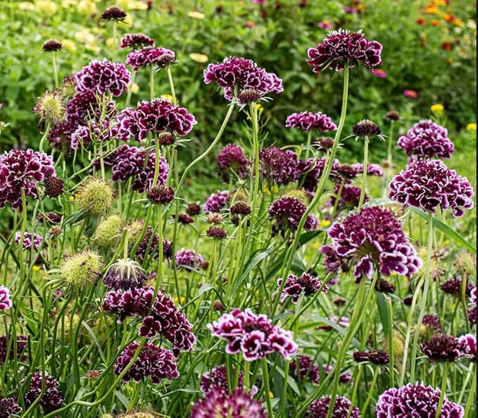 Pincushion or Scabiosa Mixed Seeds - 100 Imperial Mix Seed - Non GMO