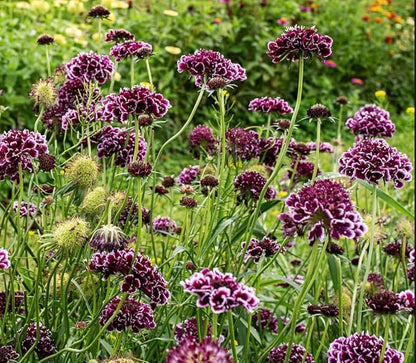 Pincushion or Scabiosa Mixed Seeds - 100 Imperial Mix Seed - Non GMO