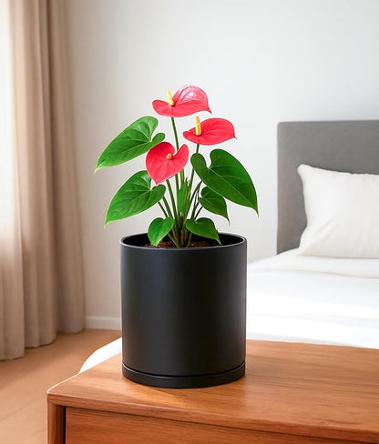 D'vine Dev Double-Layer Planter Set – Rotating Plastic Cachepot with Clear Inner Liner for Root Health, Perfect for Indoor Plants, 6.5", Black, 73-U-B-2