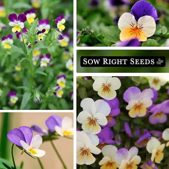 Sow Right Seeds - Violet, Johnny Jump-Up Flower Seed for Planting - Beautiful Flowers to Plant in Your Garden - Non-GMO Heirloom Seeds - Perfect for Spring Containers - Attract Pollinators (4)