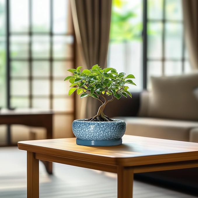 Succulent Pots 6 Inch - Ceramic Bonsai Pots with Drainage Hole and Saucer, Shallow Planters for Indoor Outdoor, Small Bonsai Pot, Round Planter Bowl, Porch Room Decor, Plant Lover Gift, Blue
