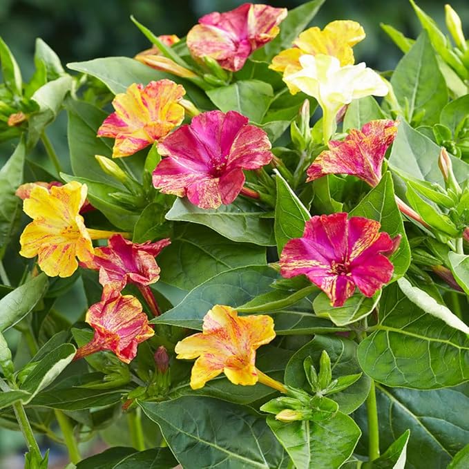 Outsidepride Marbles Mixed Four O'clock Flower Seeds - 200 Pcs Perennial Fragrant, Trumpet-Shaped Blooms, Deer-Proof & Easy to Grow, for Pollinator & Evening Gardens, Containers, Hedges, or Borders