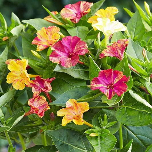 Outsidepride Marbles Mixed Four O'clock Flower Seeds - 100 Pcs Perennial Fragrant, Trumpet-Shaped Blooms, Deer-Proof & Easy to Grow, for Pollinator & Evening Gardens, Containers, Hedges, or Borders