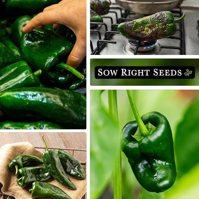 Sow Right Seeds - Poblano Pepper Seeds for Planting - Non-GMO Heirloom Packet with Instructions to Plant a Home Vegetable Garden - Hot Ancho Chile Variety to Grow, Spicy and Abundant (1)
