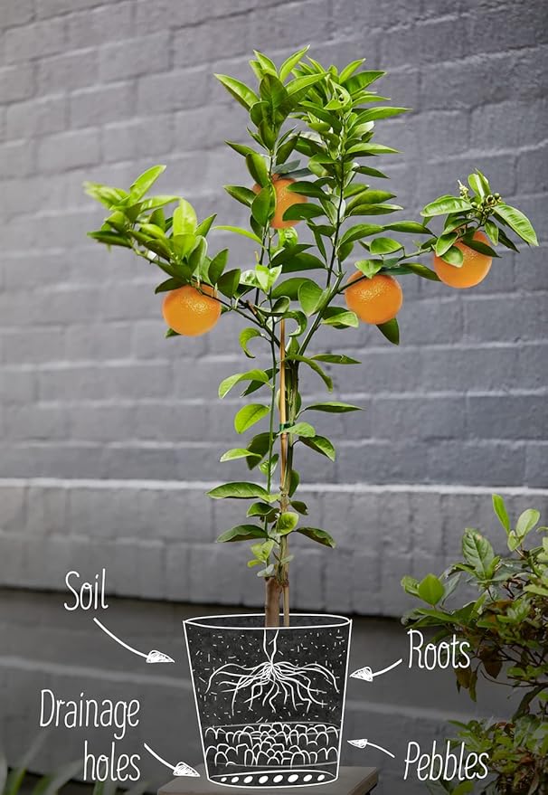 GARDENERA Citrus Tree Potting Soil Mix - 10 Quart - Special Blend for Indoor Oranges, Lemons, Limes and More - (2 Bags of 5 Quart)