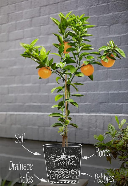 GARDENERA Premium Citrus Tree Potting Soil Mix - 4 Quart - Special Blend for Indoor Oranges, Lemons, Limes and More