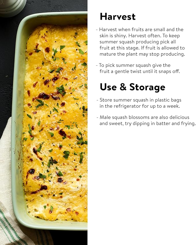 Burpee Best Zucchini Summer Squash Seeds 20 seeds