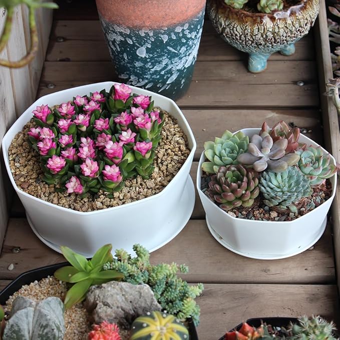 BangQiao 8 Pack 8.00 inch and 5.90 inch White Plastic Shallow Plant Pot, Octagon Bowl Planter Container with Pot Tray for Succulents, Cactus