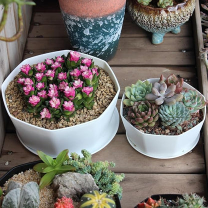 BangQiao 8 Pack 8.00 inch and 5.90 inch White Plastic Shallow Plant Pot, Octagon Bowl Planter Container with Pot Tray for Succulents, Cactus