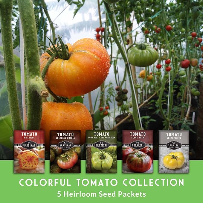 Colorful Heirloom Tomato Seeds – 5 Variety Pack with Rare Non-GMO Tomatoes for Planting | Black Krim, Cherokee Purple, Hillbilly, Aunt Ruby’s Green, Great White - Survival Garden Seeds
