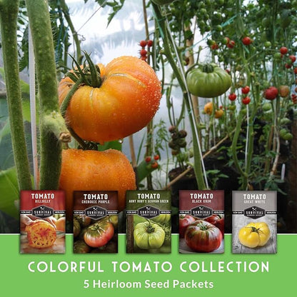Colorful Heirloom Tomato Seeds – 5 Variety Pack with Rare Non-GMO Tomatoes for Planting | Black Krim, Cherokee Purple, Hillbilly, Aunt Ruby’s Green, Great White - Survival Garden Seeds