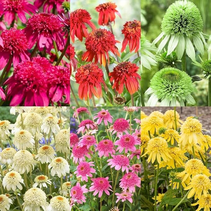 Echinacea Coneflower Seeds: 1000 PCS Hardy Perennial, Low-Maintenance Vibrant Blooms for Garden Landscaping & Wildlife Support