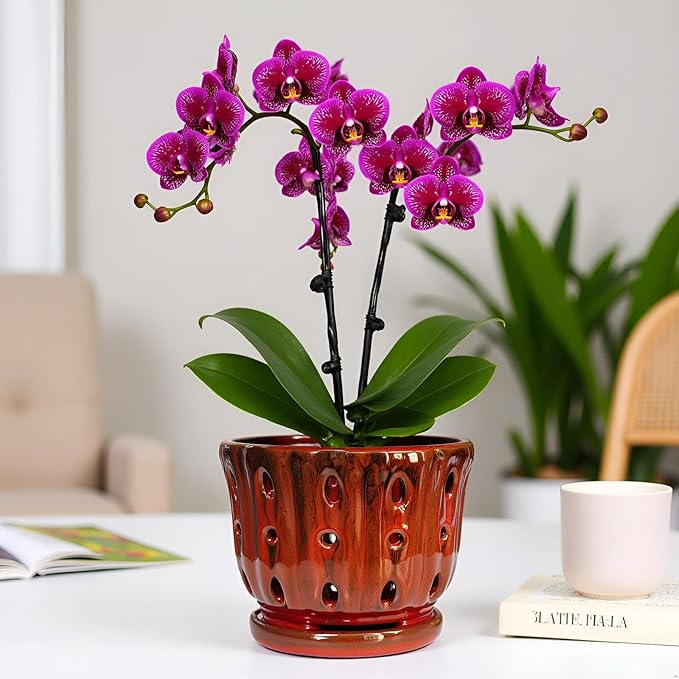 Ceramic Orchid Pot with Attached Saucer and Drainage Hole 6'' Orchid Planter (Red)
