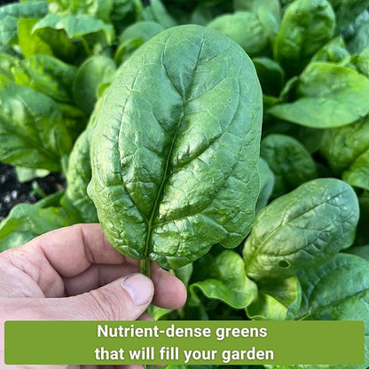 Sow Right Seeds - Spinach Seed Collection for Planting - Viroflay, Malabar & Bloomsdale Spinach - Cold Hardy Vegetable Seeds for Growing - Mix of Hardy, Flavorful Greens - Non-GMO Heirloom Packets