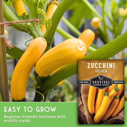 Golden Zucchini Seeds for Planting - Plant & Grow Yellow Zucchini Vegetables in Your Home Vegetable Garden - Non-GMO Heirloom Variety - Survival Garden Seeds (5 Packs)