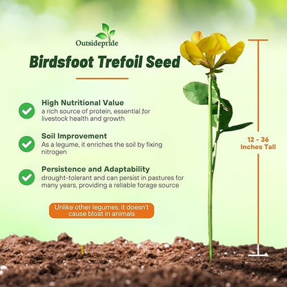 Outsidepride Perennial Birdsfoot Trefoil Seed - 1 lb Nitrocoated, Inoculated, Winter Hardy, High Protein Forage Legume Seeds for Pasture, Hay, Silage Production & Livestock Grazing