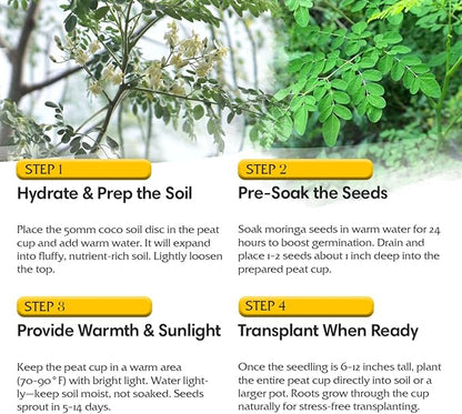 Moringa Oleifera Growing Kit, Moringa Seeds Complete Starter Set with 2 oz Seeds, 5 Peat Pots, Soil Discs, Plant Markers, Fast Growing Drought Resistant