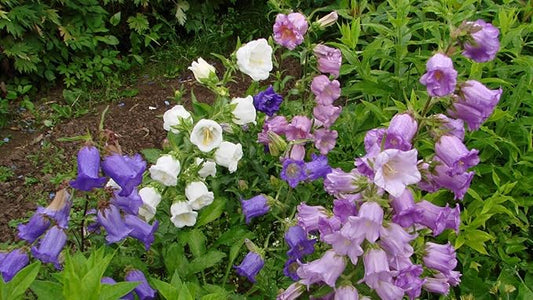 Seeds Canterbury Bells Double Mix Biennial Flowers