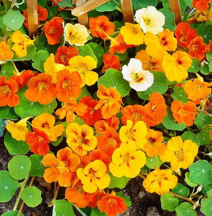 Nasturtium Seeds Dwarf Tall Trailing Mix – 50+ Edible Flower Seeds for Planting Outdoors – Fast Germination, Low-Maintenance Climbing