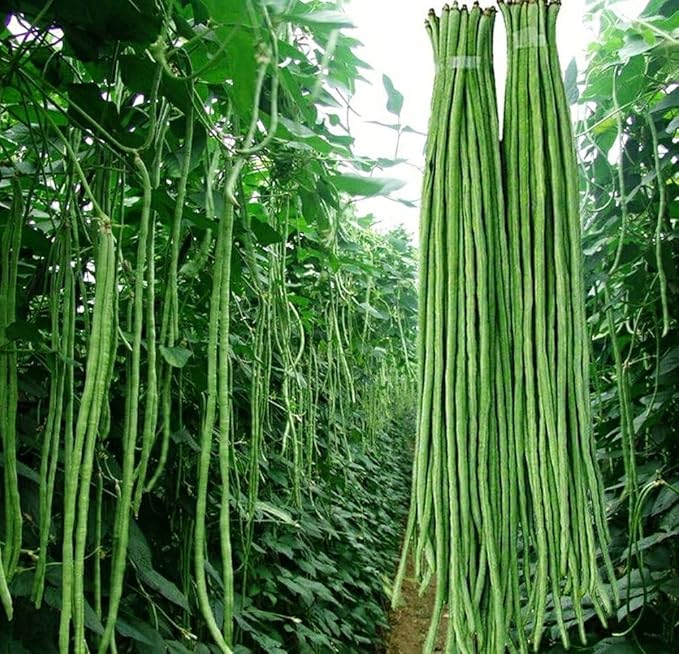 Green 100+ Seeds Snake Oriental Yard Long Pole Bean Seeds for Planting Noodle Beans Heirloom Non-GMO Delicious Vegetable Seeds