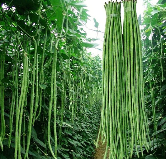 Green 100+ Seeds Snake Oriental Yard Long Pole Bean Seeds for Planting Noodle Beans Heirloom Non-GMO Delicious Vegetable Seeds