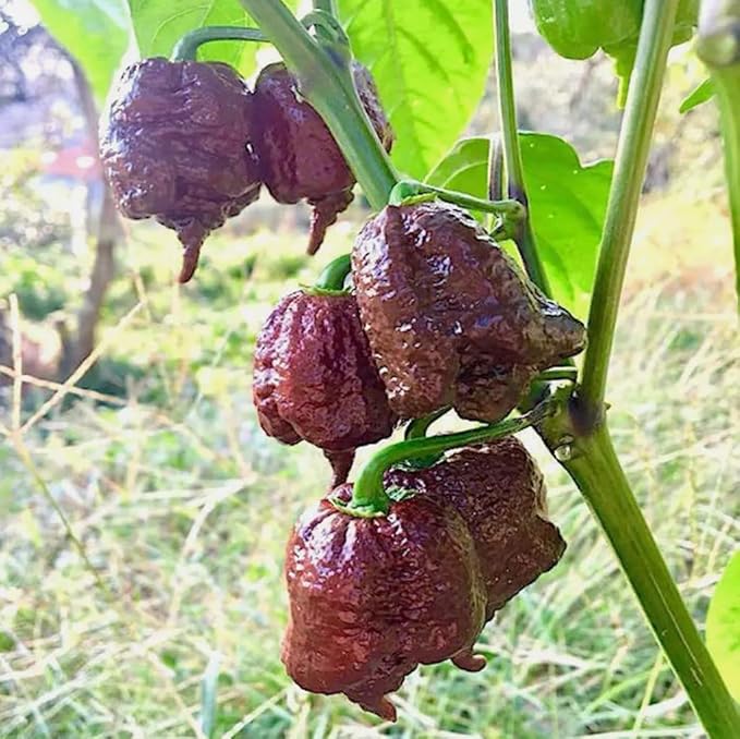 100PCS Chocolate Carolina Reaper Chili Pepper Seeds World Record Hot Pepper Seeds Heirloom