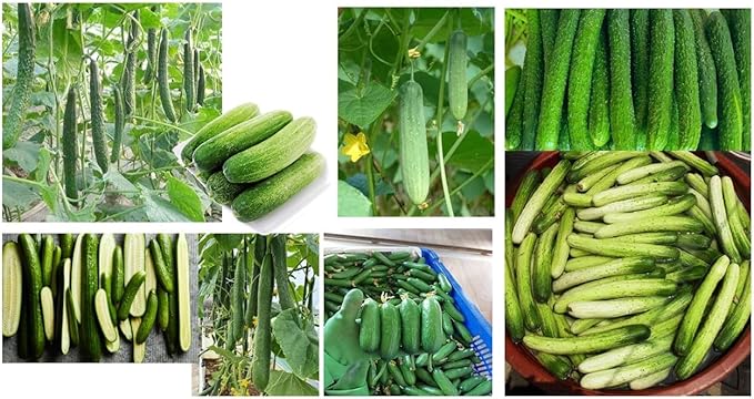 100+ Cucumber Mix Seeds 12 Asian Varieties Non-GMO Delicious and Crispy, Rare and Super Prolific, Cucumis sativus, American, Korean, Japanese, Vietnamese Cucumber, Dưa nếp Hàn, Việt NAM, Mini Size