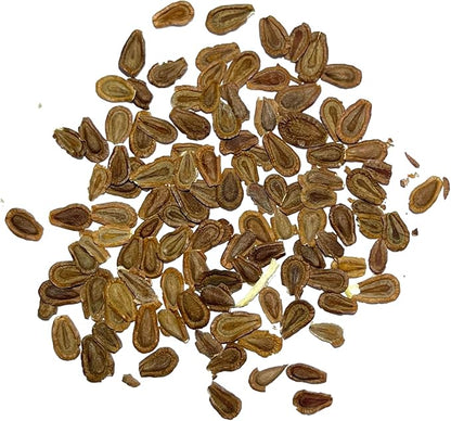 Seed Needs, Pink Common Milkweed Seeds - 100 Heirloom Seeds for Planting Asclepias syriaca - Perennial Flowers to Attract Monarch Butterflies & Other Pollinators (2 Packs)
