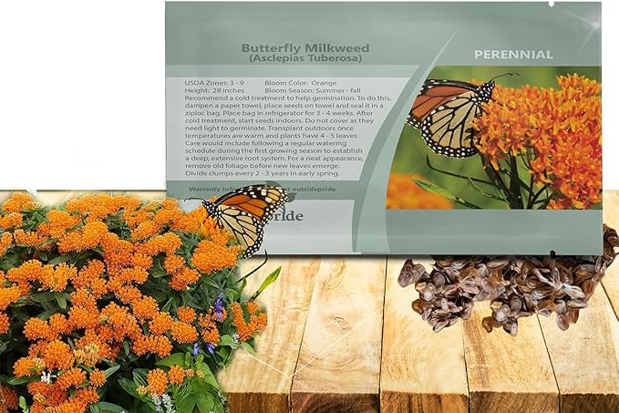 Outsidepride Butterfly Milkweed Seeds - 500 Pcs Perennial, Heat & Humid Tolerant, Pollinator-Friendly Wildflower Seeds, Ideal for Monarch Butterflies, Cut Flowers, Borders, or Meadows
