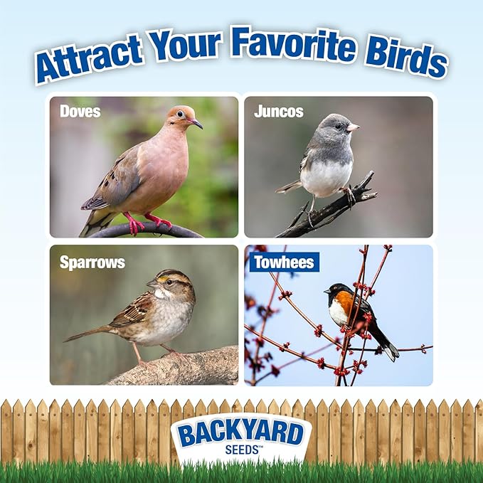 CountryMax Backyard Seeds White Millet Bird Seed for Finches 8 Pounds (8 Pounds)