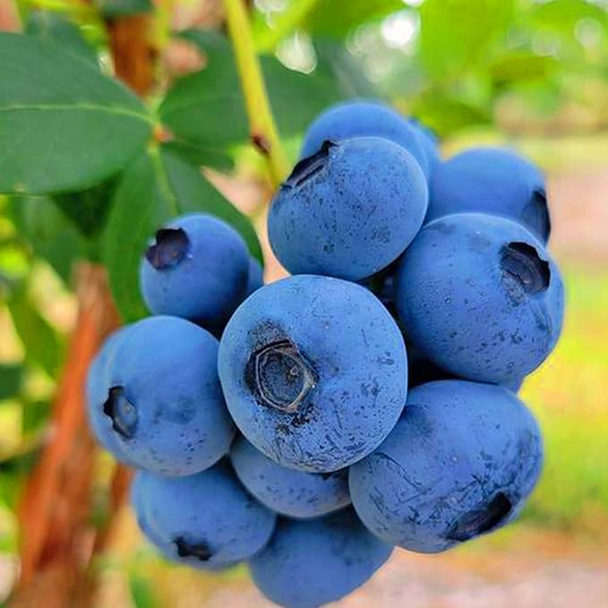 200pcs Blueberry Seeds for Planting, Non-GMO Heirloom Perennial Nutrient-Dense Berries Fruits Seeds, Home Garden Plants for Pots or Raised Beds