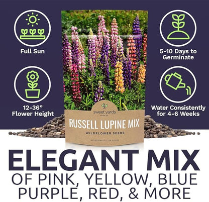 Russell Lupine Seeds – Bulk Quarter Pound Bag – Over 5,000 Open Pollinated Non-GMO Perennial Wildflower Seeds – Lupinus polyphyllus
