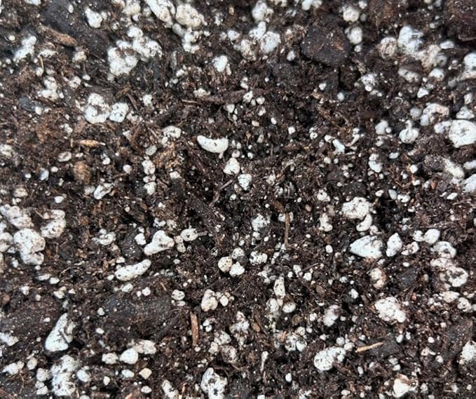 Black Gold Succulent Cactus Mix 8 qt