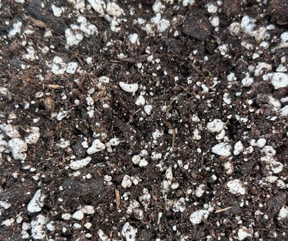 Black Gold Succulent Cactus Mix 8 qt