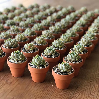 3 Inch Terracotta Starter Pots with Saucers – Clay Planting System for Seedlings, Cuttings & Succulents, Reliable Drainage for Healthy Roots, Ideal for Beginners & Small Spaces
