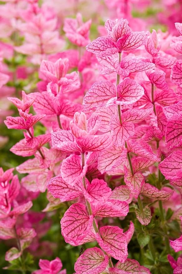 100+ Clary Sage Pink Sundae Seeds Salvia sclarea Flower Seed Birds Butterflies Pollinators Wildflower Flowers