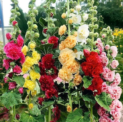 120+ Hollyhock Seeds Carnival Mix Giant Mallow Double Hollyhock Flowers Perennial Outdoor Home Garden Flower (Mix Color)