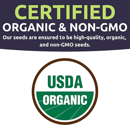 Sweet Yards Seed Co. Organic Enchanted Sweet Corn – Two Seed Packets! – Approx. 30 Open Pollinated Non-GMO Seeds 60 Total