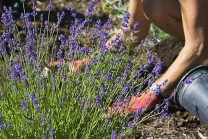 Organic Lavender Soil Mix by Gardenera - Provide The Best Growing Medium for Your Plants - 2 QUARTS