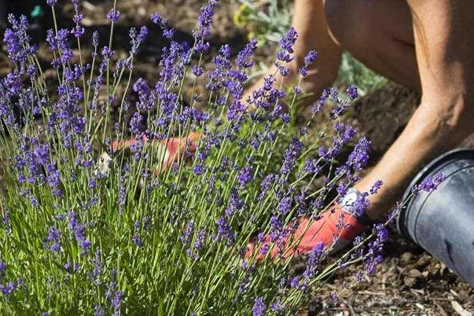 Gardenera Lavender Planting Soil - Nurture Your Plants with a Premium Potting Mix - 10 QUARTS