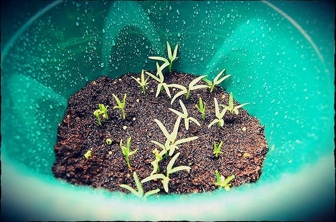 500+ Kangkong Seeds - Rau Muong- Kong Xin CAI- Ong Choy Seeds for Planting- Vegetable Seeds for Yard & Garden Made in USA | Non-GMO | Heirloom | Organic | 95% Germination Rate