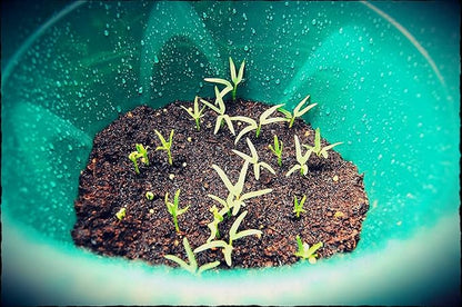 500+ Kangkong Seeds - Rau Muong- Kong Xin CAI- Ong Choy Seeds for Planting- Vegetable Seeds for Yard & Garden Made in USA | Non-GMO | Heirloom | Organic | 95% Germination Rate