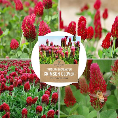 Crimson Clover Seeds – Extra Large Packet – Over 5,000 Open Pollinated Non-GMO Seeds – Trifolium incarnatum