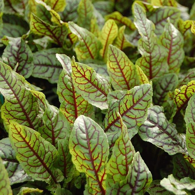 Seeds Herb Sorrel Bloody Dock Red Veined - 100 Seeds
